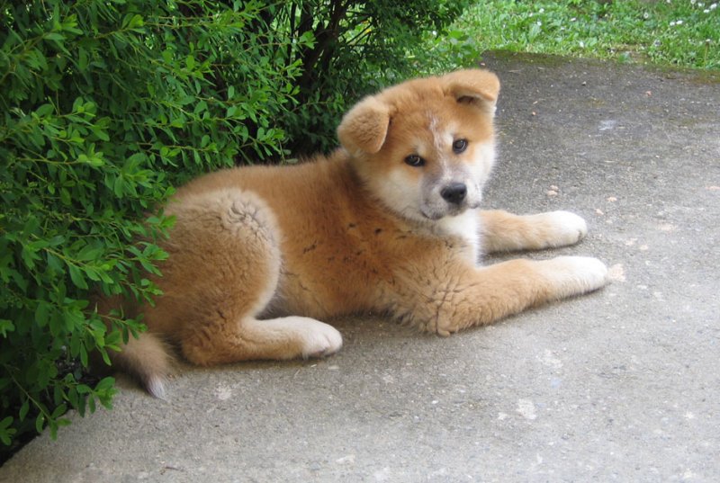 akita-inu-4