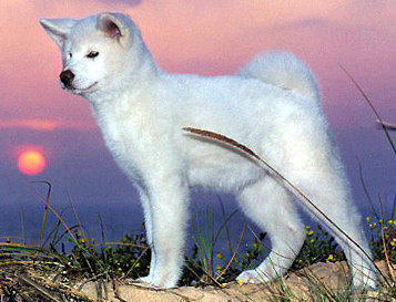 akita-inu-5