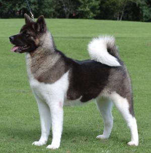 akita-inu-6