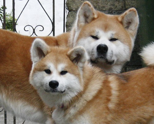 akita-inu-1