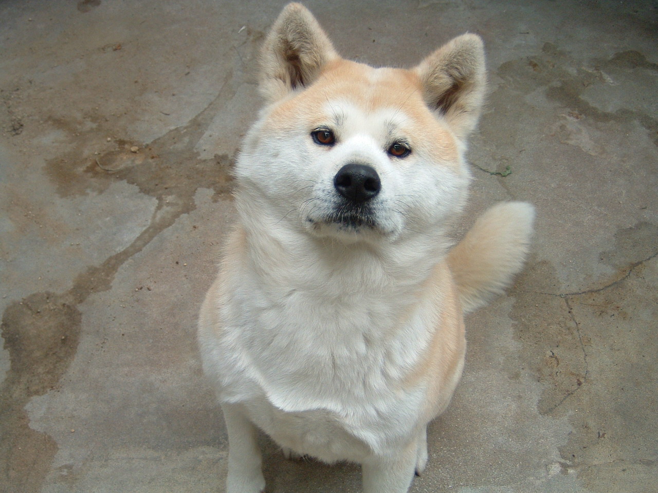 akita-inu-2