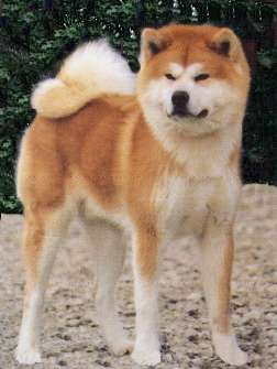 akita-inu-3