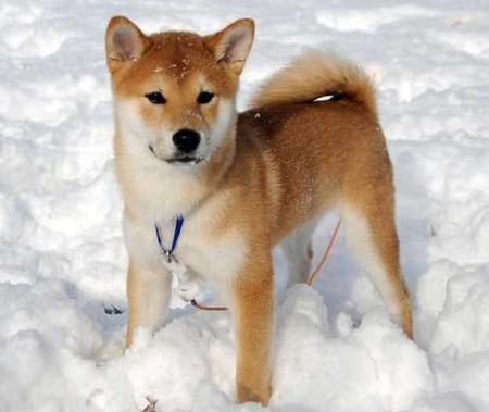 shiba-inu-6