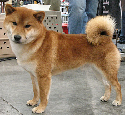 shiba-inu-2