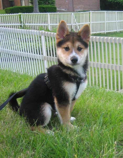 shiba-inu-4