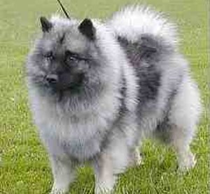 keeshond-4