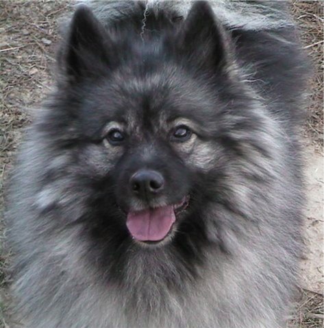 keeshond-7