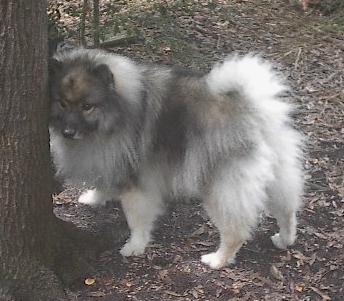 keeshond-8