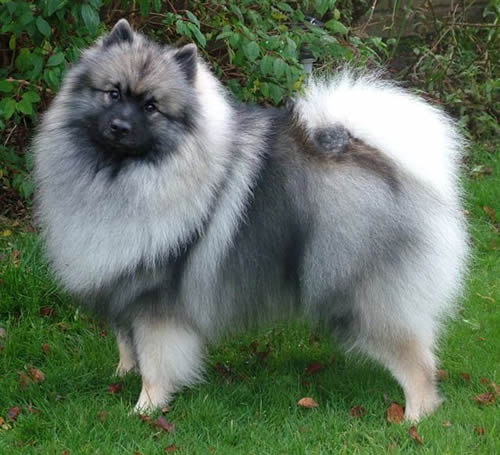 keeshond-12