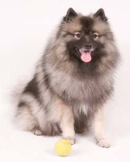 keeshond-17