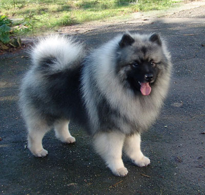 keeshond-18