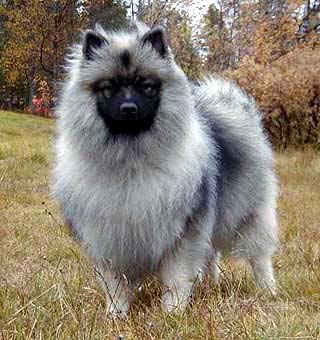 keeshond puppy