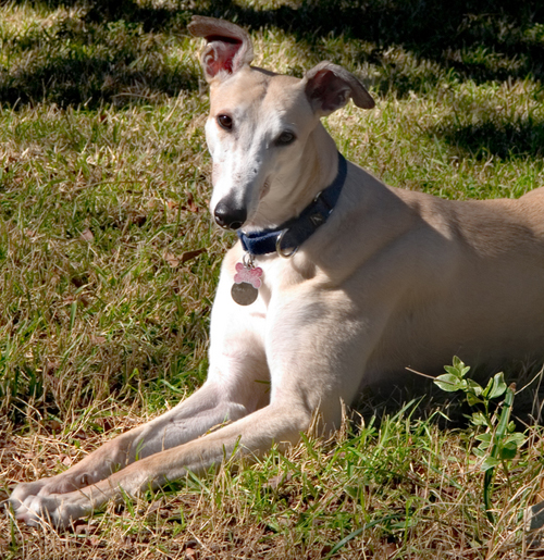 dog_greyhound-12719.jpg