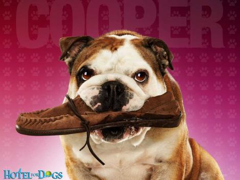 1231569613_470x353_hotel-for-dogs-cooper