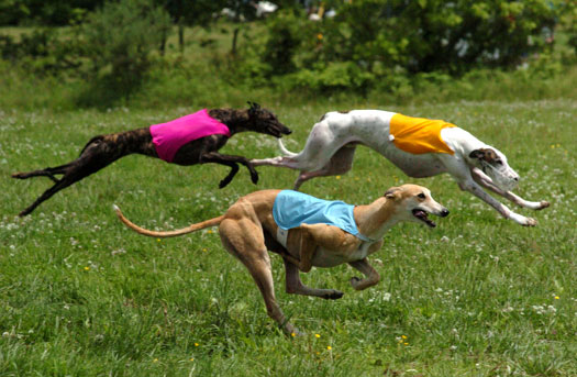 greyhounds-12718.jpg