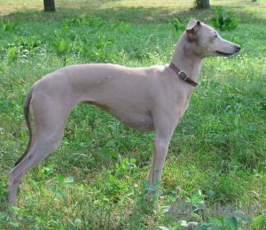 obrazok-038.jpg