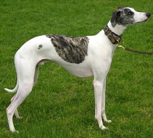 whippet.jpg