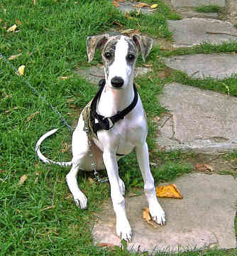 whippet-0027.jpg