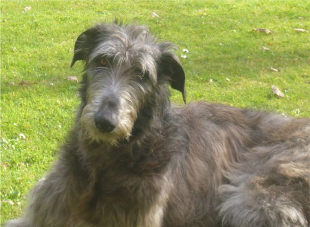 scottishdeerhound_avides.jpg