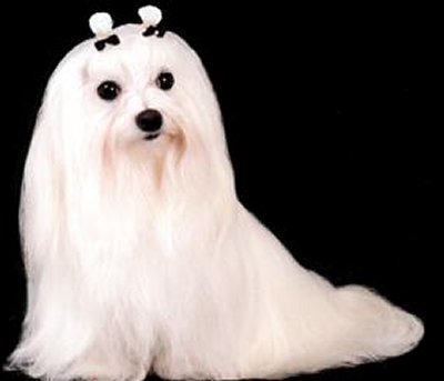 Bichon-Maltese-Picture.jpg