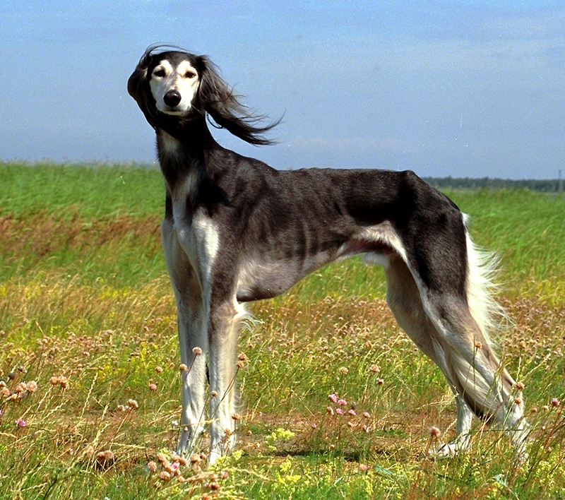 saluki2.jpg