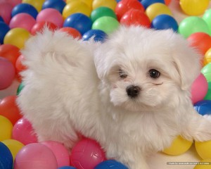 white_baby_dog_82382.jpg