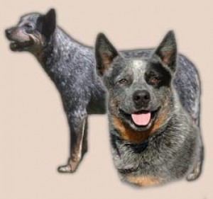 Obrázok