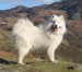 samoyed-4